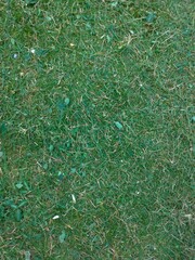 Foliage, leaf texture, green leaf carpet, leaves background, green leaf texture, foliage.