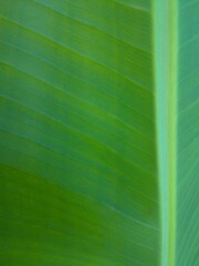 Foliage, leaf texture, green leaf carpet, leaves background, green leaf texture, foliage.