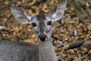 Obraz premium deer in the woods