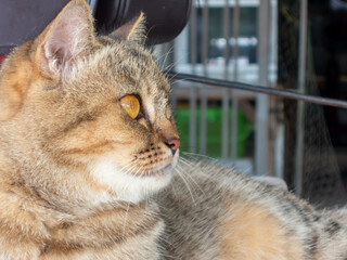 The striped cat is looking at something