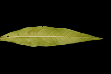 Water Pepper (Persicaria hydropiper). Leaf Closeup