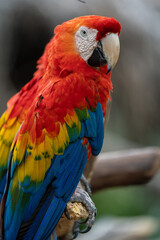 Naklejka premium red and yellow macaw