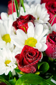 Bouquet of flowers bright red roses and white daisies, macro photo floristry, shop advertising and flower delivery bouquets, rosebud with drops of dew water freshness
