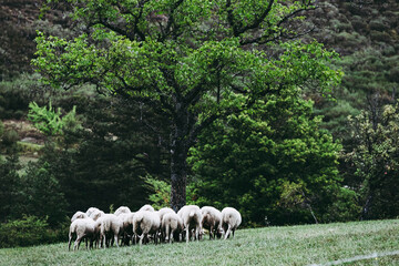 Troupeau de brebis dans un champ en campagne