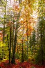 Fototapeta na wymiar The colors of autumn. Beautiful orange and yellow leaves into a sunny day into a mountain forest.