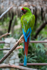 green winged macaw