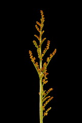 Leather Grapefern (Botrychium multifidum). Sporophore Closeup