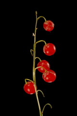 Lily-of-the-Valley (Convallaria majalis). Infructescence Closeup