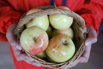 basket with late autumn apples