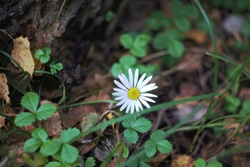 white chamomile in the autumn forest