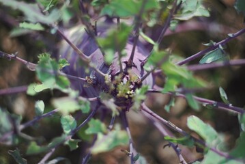 purple vegetable in the garden bed