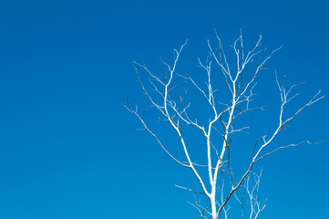 Obraz premium Dead Tree branches over blue sky without clouds