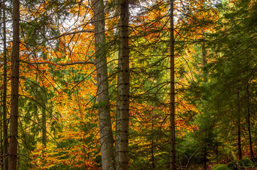 The colors of autumn.  Beautiful orange and yellow leaves into a sunny day into a mountain forest.