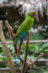 green winged macaw