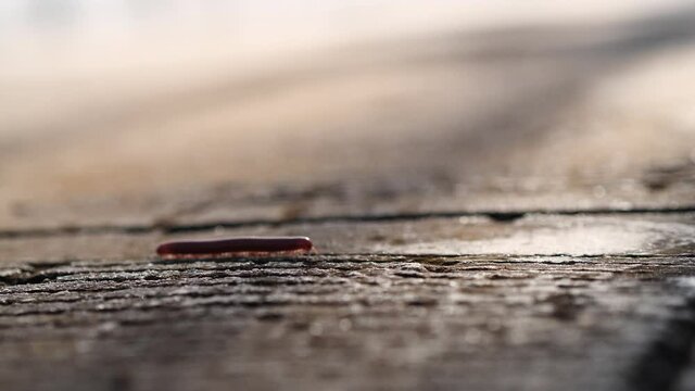 Close up a litle millipede walking on cement concrete. Millipedes are a group of arthropods that are characterised by having two pairs of jointed legs on most body segments.