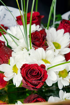 Bouquet of flowers bright red roses and white daisies, macro photo floristry, shop advertising and flower delivery bouquets, rosebud with drops of dew water freshness