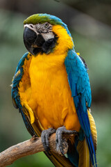 blue and yellow macaw