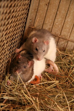 25 Best Infant Rats Images Stock Photos Vectors Adobe Stock