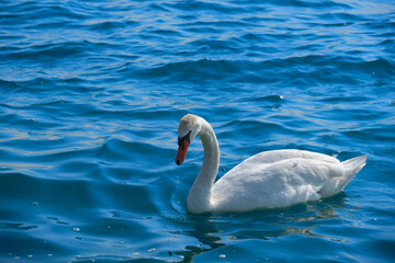 Close-up. Beautiful Swan on a Crystal Clear deep blue water.