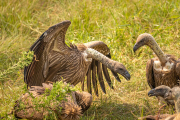 White backed Vultures fighting, Lake Mburo National Park, Uganda.	

