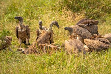 White-backed vultures (Gyps africanus) scavenging on a carcass, Lake Mburo National Park, Uganda.	
