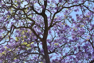 Blue Jacaranda mimosifoilia  tree canopy flowering on a blue sky background