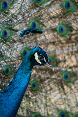peacock with feathers