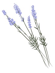 Simple minimal cartoon style flat lavender french provence plant flower branch hand drawn icon illustration vector design element isolated on a white background
