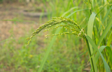glutinous rice