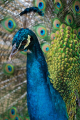 Obraz premium portrait of a peacock