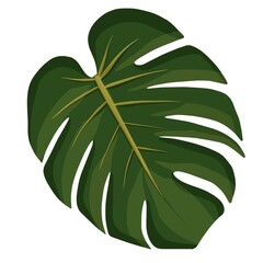 Simple minimal cartoon style green monstera tropical exotic leaf icon illustration vector design element isolated on a white background
