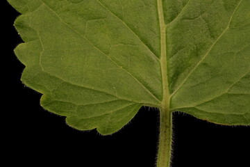 Betony (Stachys officinalis). Leaf Detail Closeup
