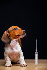 image of dog syringe dark background 