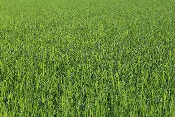 Baby Green rice field in countryside at thailand