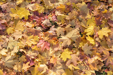 Autumn background made of colorful leaves