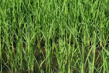 Baby Green rice field in countryside at thailand