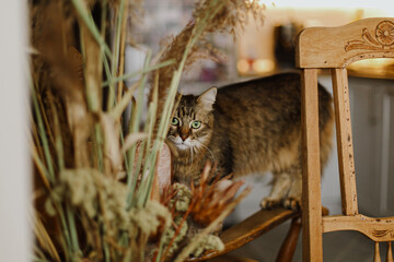 Cute tabby cat playing on rustic wooden chair at big dried grass in kitchen