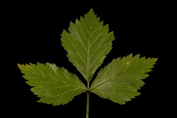 Stone Bramble (Rubus saxatilis). Leaf Closeup
