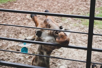 Close up to the white spot light brown skin giraffe placed their head on the fence safari zoo looks...