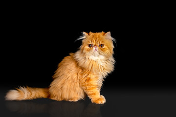 Exotic short hair cat posing. Dark Background