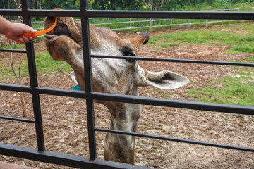 Close up to the boy feeding carrot stick to the cute white dot brown skin giraffe through the fence in the safari zoo that standing in the wet dirt feeling happy