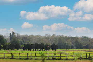 landscape with trees
