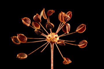 Dill (Anethum graveolens). Mature Fruiting Umbellule Closeup