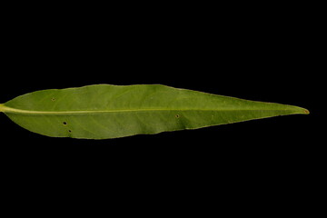 Water Pepper (Persicaria hydropiper). Leaf Closeup