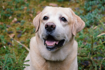 Portrait of labrador retriever in a forest