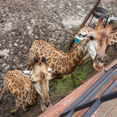 Close up two white dots light brown skin long neck giraffes standing on the wet dirt in the safari...