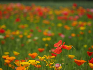 Colourful display of mixed red, yellow and orange poppies in a sunny garden