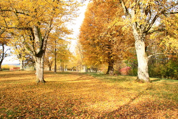 Fototapeta premium Blick durch die Lindenallee auf der Friedenshöhe in Flacht im Herbst