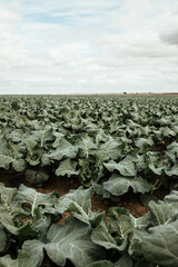 Fototapeta premium Cabbage Broccoli Plantation field