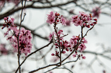 cherry blossom